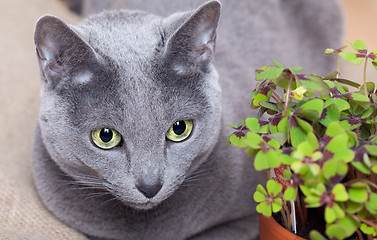 Image showing Cat and Four leaved Clover