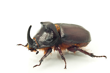 Image showing Side macro view of rhinoceros or unicorn beetle