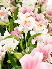 Image showing White Lily from Keukenhof