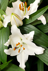 Image showing Beautiful White Lily flowers 