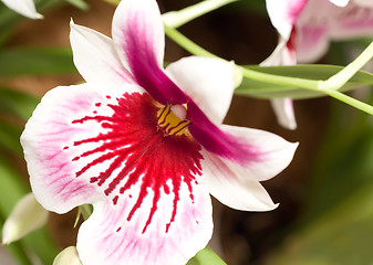 Image showing Close-up of cymbidium orchid blossom