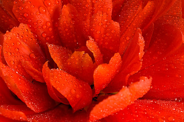 Image showing Close-up of Red tulip bud with water droplets