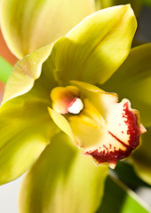 Image showing Cymbidium orchid flower in Keukenhof park