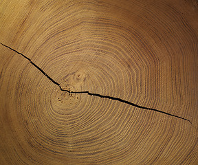 Image showing slice of wood tree ring