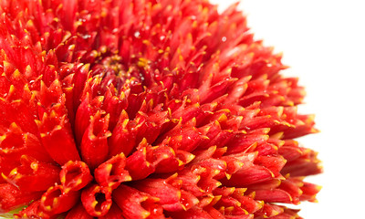Image showing flower bud of red dahlia