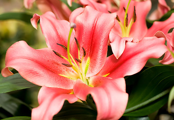 Image showing Lily flower bud from Keukenhof