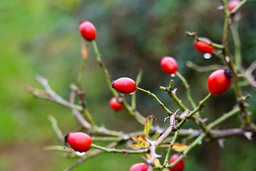 Image showing Red berries