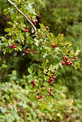 Image showing Berries