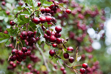 Image showing Red Hawthorn berries