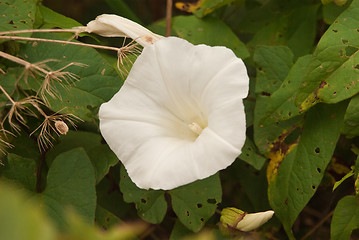 Image showing Flower