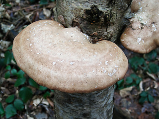 Image showing Bracket Fungus