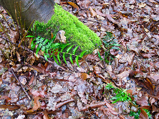 Image showing forest floor