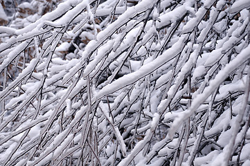 Image showing Closeup Icy Tree Twigs