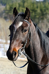 Image showing Race horse