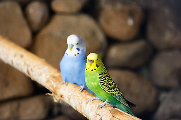 Image showing Parakeet couple