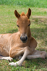 Image showing Foal