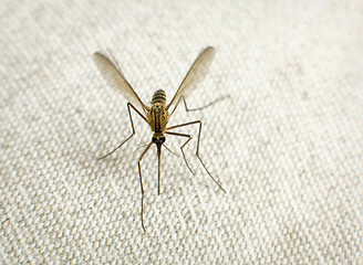 Image showing Mosquito trying to bite