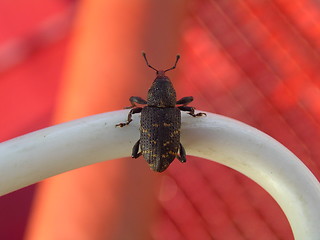 Image showing Beetle  (Hylobius abietis)