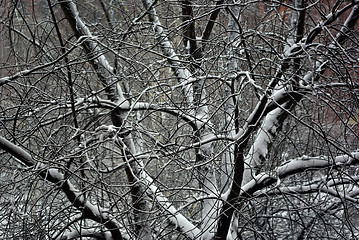 Image showing Winter Branches