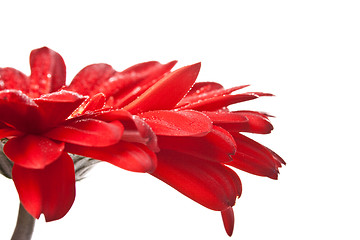 Image showing red gerbera flower 