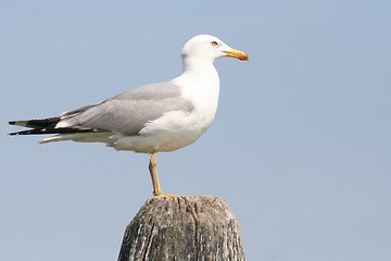 Image showing Seagull on the bricola