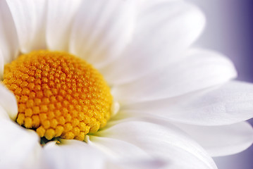 Image showing white daisy flower