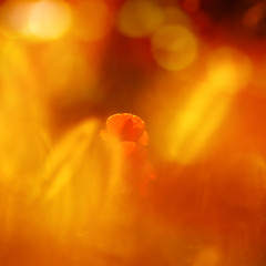 Image showing Poppy in the field of wheat