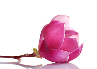 Image showing magnolia flower 