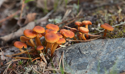 Image showing Small poisonous mushrooms - Hygrocybe miniata