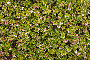 Image showing Arctostaphylos uva ursi flowering