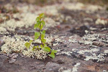 Image showing Small birch living on a rock