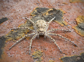 Image showing Small spider on a brown surface