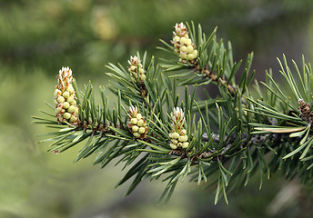 Image showing Runaways of a pine close-up