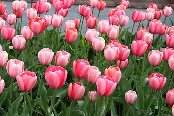 Image showing Tulips