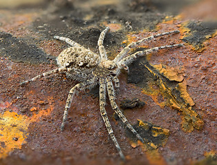Image showing Macrophoto of spider on a rusty surface