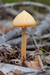 Image showing Orange small mushroom in summer wood