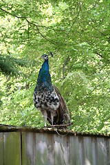 Image showing Peacock