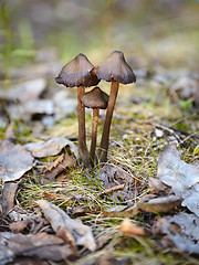 Image showing Mycena mushrooms