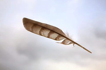 Image showing Birds feather on sky background