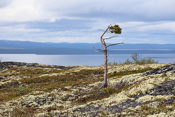 Image showing Half-dead pine at mountain top