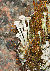 Image showing Photo close up of a lichen - Cladonia fimbriata