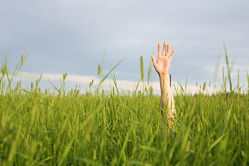 Image showing Hand in green grass