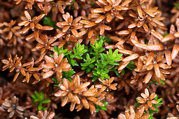 Image showing Leaves and runaways crowberry natural background