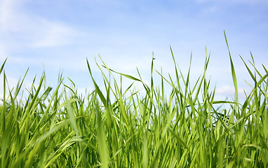 Image showing Green grass and black fly