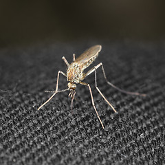 Image showing Closeup mosquito bite through a cloth