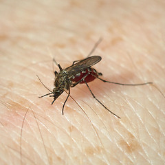 Image showing Mosquito has bitten and sucks blood