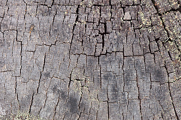 Image showing Rotten end face of a pine log background