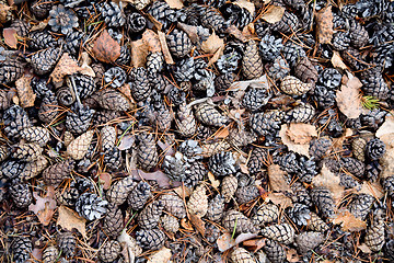 Image showing Pine cones on ground background