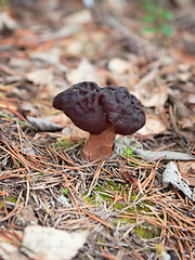 Image showing Gyromitra Helvellaceae in wood