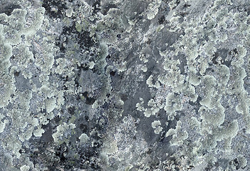 Image showing Rock surface covered with lichens